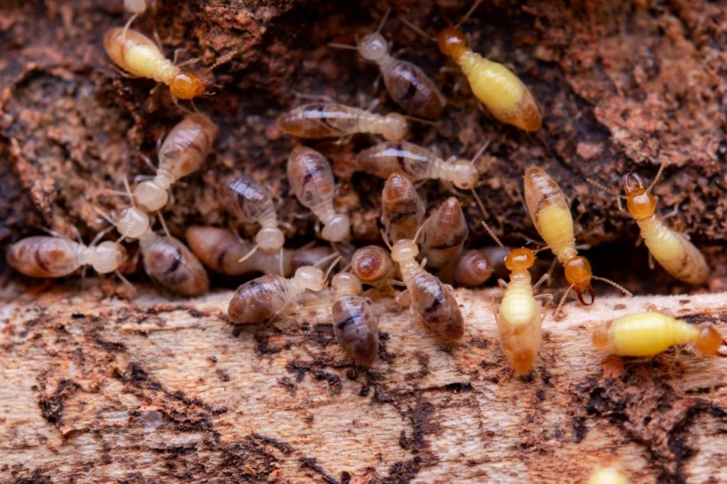 Comment vendre une maison avec un historique de termites